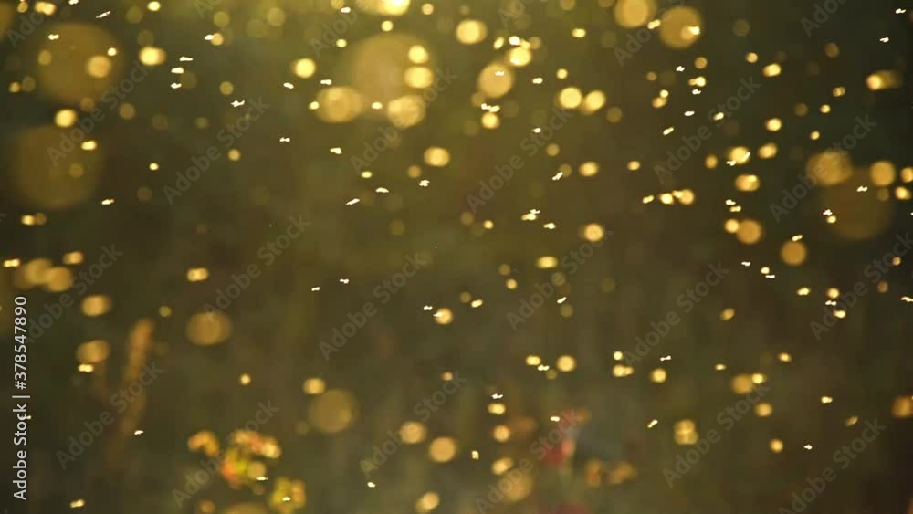 Blurred nature background. Small midges fly in the rays of light. Insects swarm in the rays of the setting sun. Mosquitoes. Beautiful nature, shining shimmering sundown in autumn forest. Golden sunset Blurred nature background. Small midges fly in the rays of light. Insects swarm in the rays of the setting sun. Mosquitoes. Beautiful nature, shining shimmering sundown in autumn forest. Golden sunset