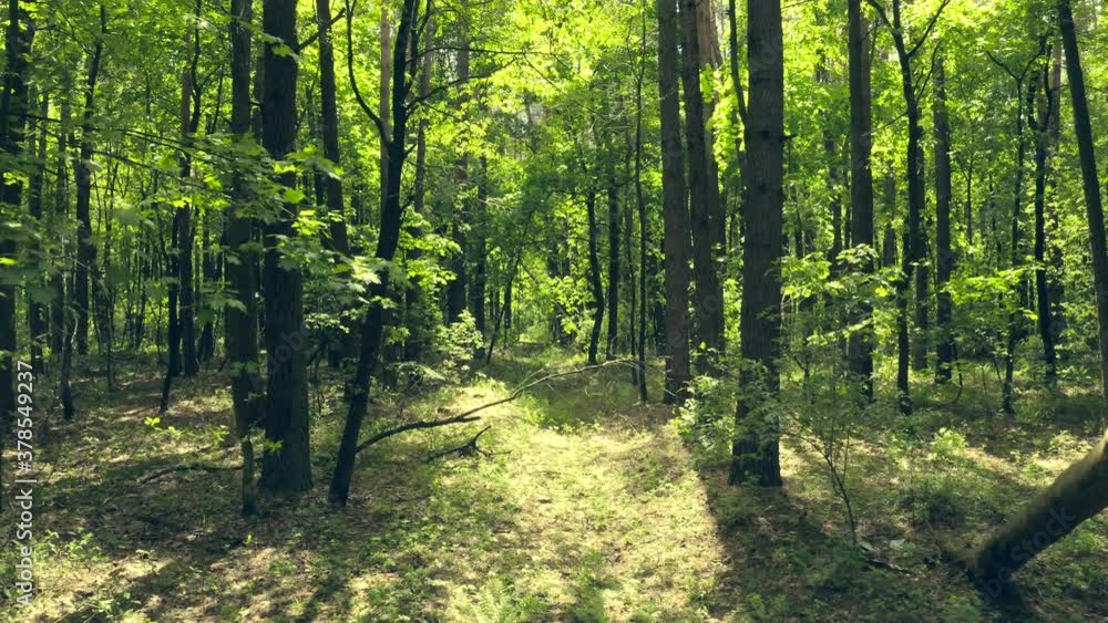 Forest sunlight summer story rays wood Forest sunlight summer story rays wood