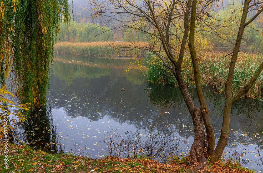 Mist descended over the lake. Ducks are swimming. Reeds grow along the banks. Mist descended over the lake. Ducks are swimming. Reeds grow along the banks.