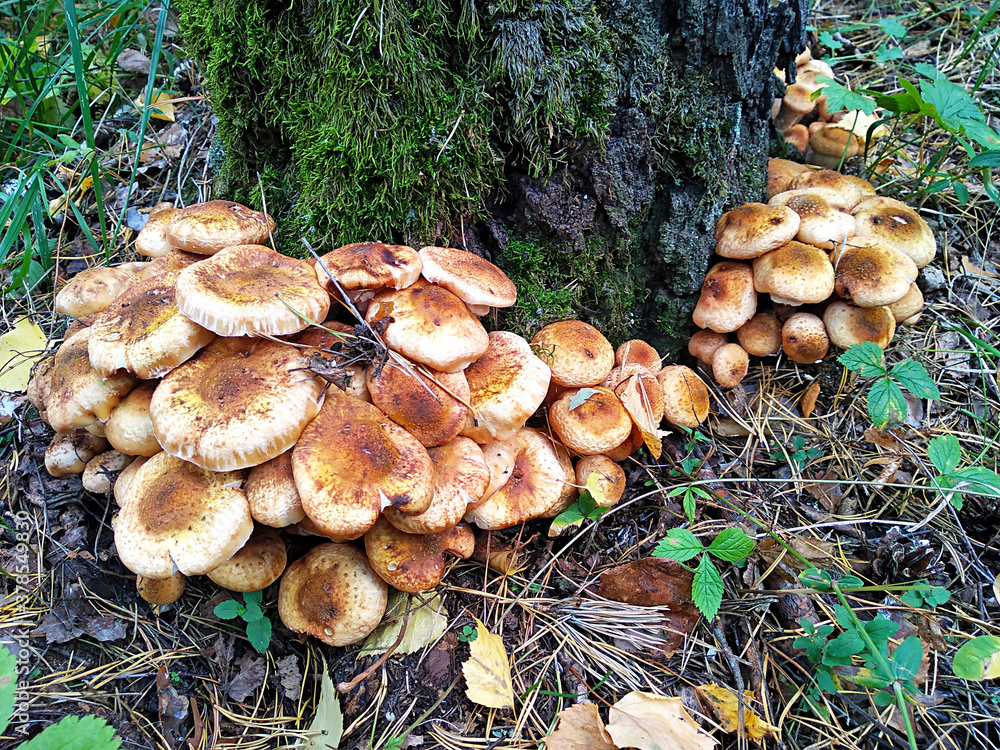 A lot of mushrooms, the opyat family A lot of mushrooms, the opyat family
