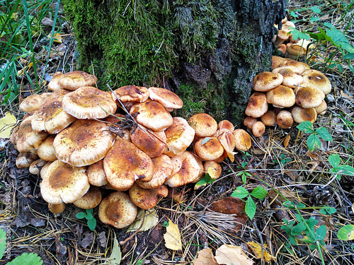 A lot of mushrooms, the opyat family
