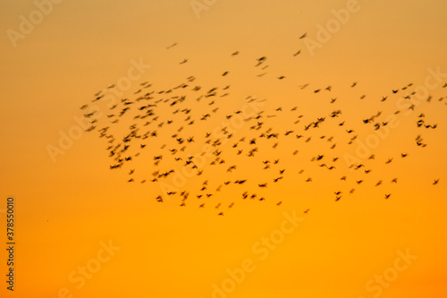 Abstract nature. Flying blur birds. Sunset sky background. 