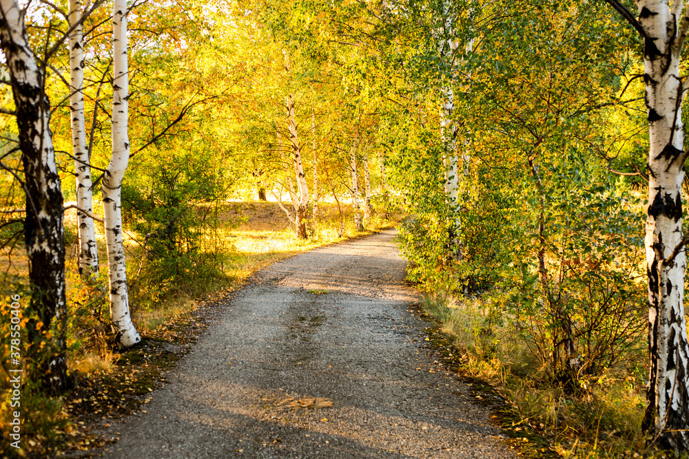 autumn path in the woods