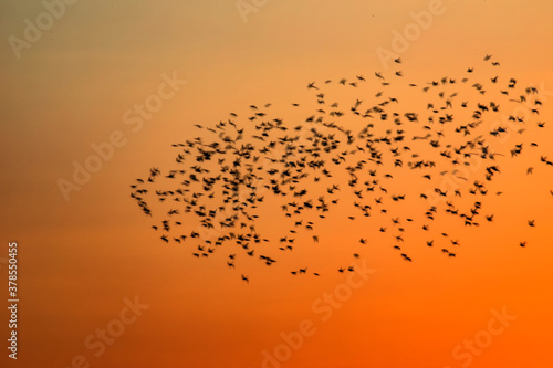 Abstract nature. Flying blur birds. Sunset sky background. 