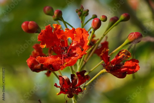 Red flower with buds in a tropical garden.