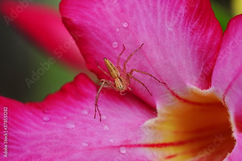 Little spider on a red adenium flower.