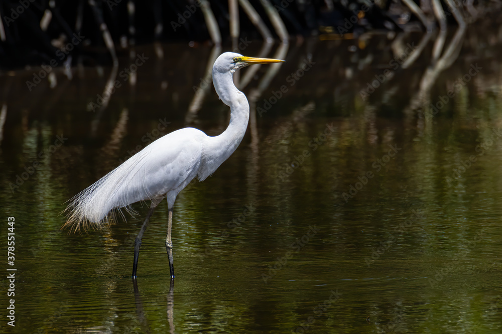 Nature wildlife image of Egret bird on wetland center in Kota Kinabalu, Sabah, Malaysia. Cattle egret bird Chilling Nature wildlife image of Egret bird on wetland center in Kota Kinabalu, Sabah, Malaysia. Cattle egret bird Chilling