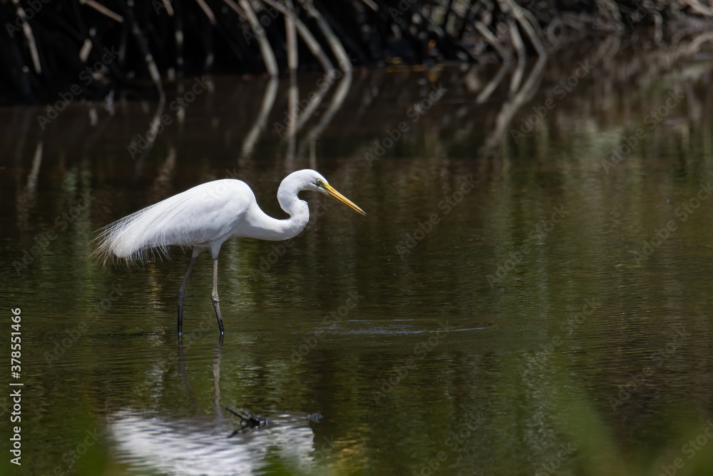 Nature wildlife image of Egret bird on wetland center in Kota Kinabalu, Sabah, Malaysia. Cattle egret bird Chilling Nature wildlife image of Egret bird on wetland center in Kota Kinabalu, Sabah, Malaysia. Cattle egret bird Chilling