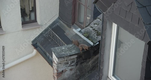 Eurasian Red Squirrel jumping from roof photo