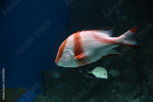 Tableau sur toile Lutjanus Sebae (Cuvier) - Emperor red snapper / Emperor Bream