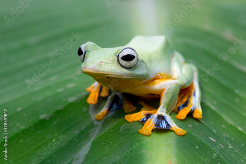 Javan tree frog front view on green leaves