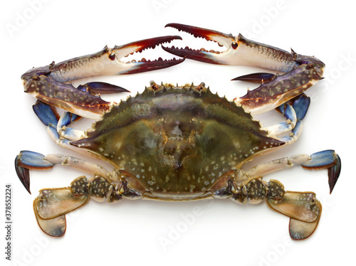 Japanese blue crab called Watarigani in Japan.