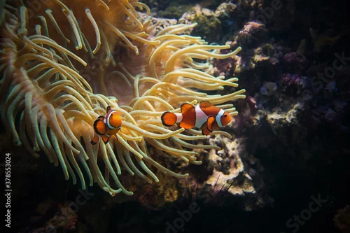 Fototapeta Ryby koralowe błazenki w akwarium w zoo w Ostrawie.