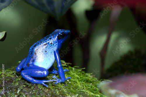 Dart frog dendrobates tinctorius azureus closeup on moss photo