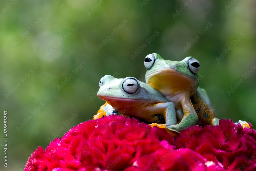 Fototapeta premium Javan tree frog front view on red flower