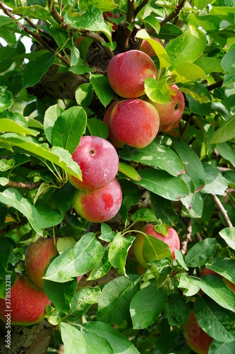 Fresh apples growing on trees at an apple orchard