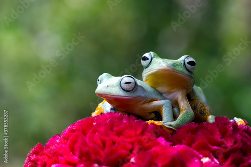 Javan tree frog front view on red flower