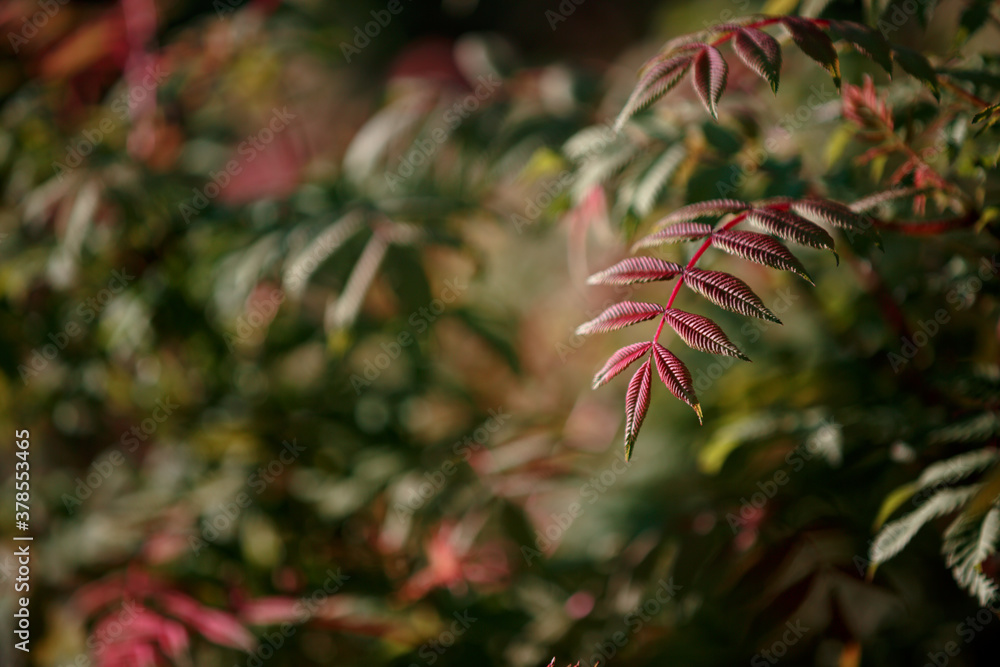 Red ribbed leaves on the red branch of a shrub. Blurred red-green natural background, bokeh. Selective focus. Autumn park Red ribbed leaves on the red branch of a shrub. Blurred red-green natural background, bokeh. Selective focus. Autumn park