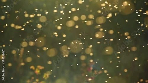 Blurred nature background. Small midges fly in the rays of light. Insects swarm in the rays of the setting sun. Mosquitoes. Beautiful nature, shining shimmering sundown in autumn forest. Golden sunset