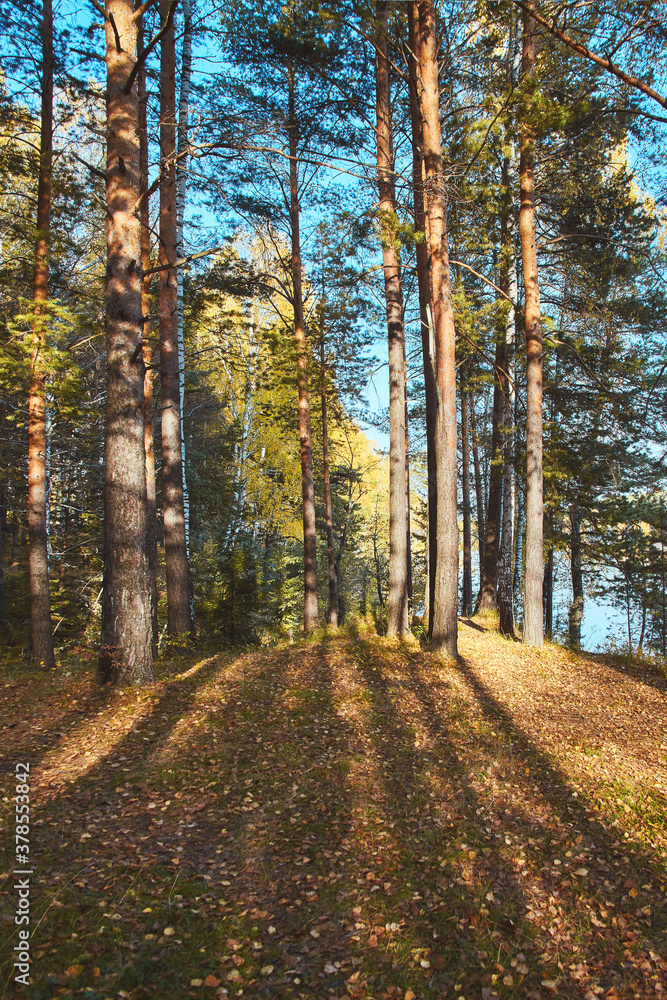 Fototapeta premium Autumnal forest, illuminated by evening sun