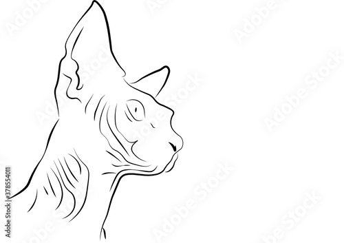 a head of a sphynx cat