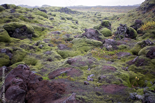 Beautiful landscape with wooly moss on a rainy day in Iceland photo