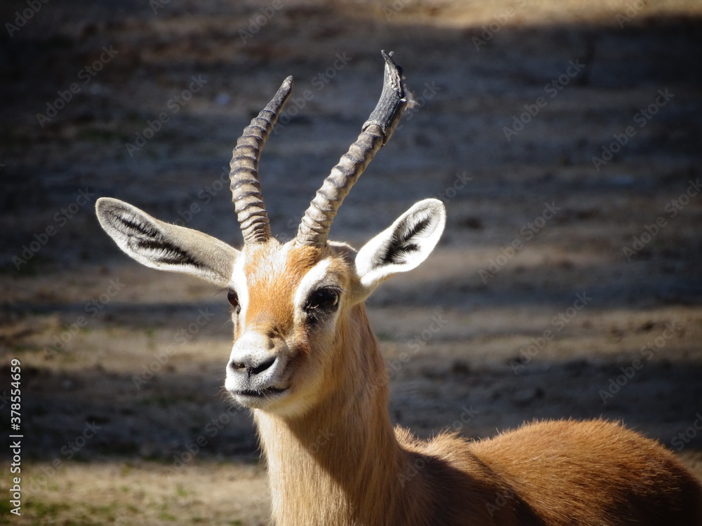 Pequeño antilope