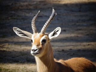 Wandcirkels Antilope Kleine antilope in natuurlijke omgeving  © Adri
