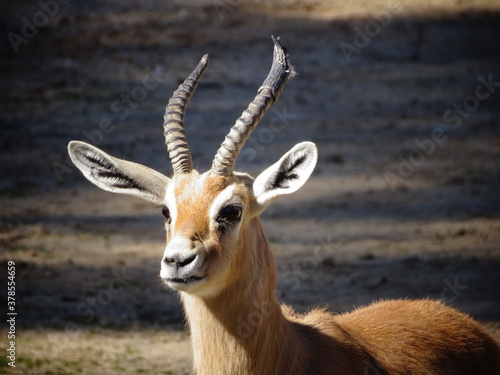 Peque  o antilope