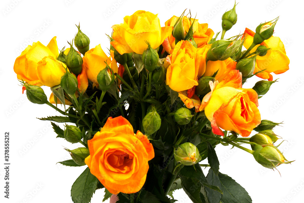 Beautifull orange roses isolated on white background. Copy space Beautifull orange roses isolated on white background. Copy space