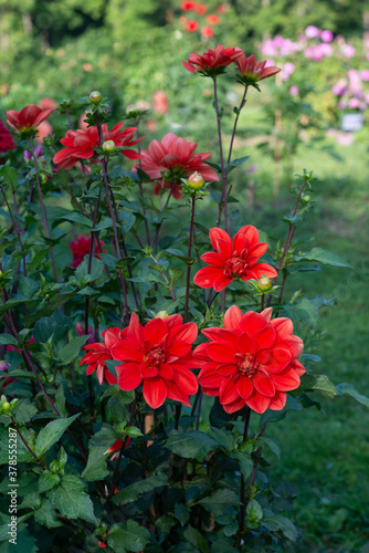 Red Dahlia variety Patricia Ann's Sunset flowering in a garden