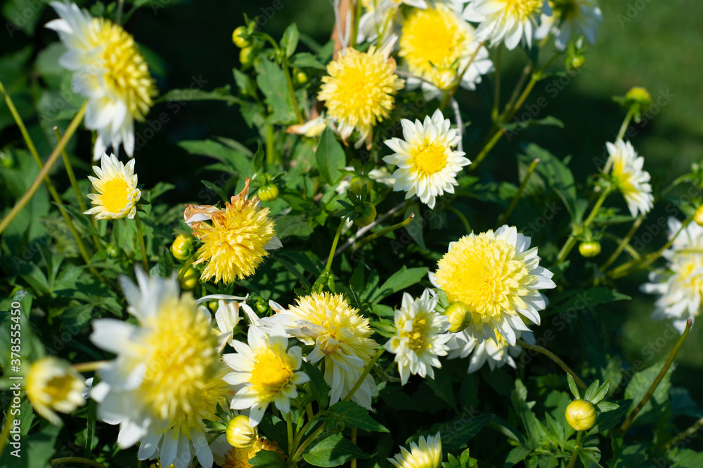 Fototapeta premium Yellow Dahlia variety Lucky Ducky flowering in a garden