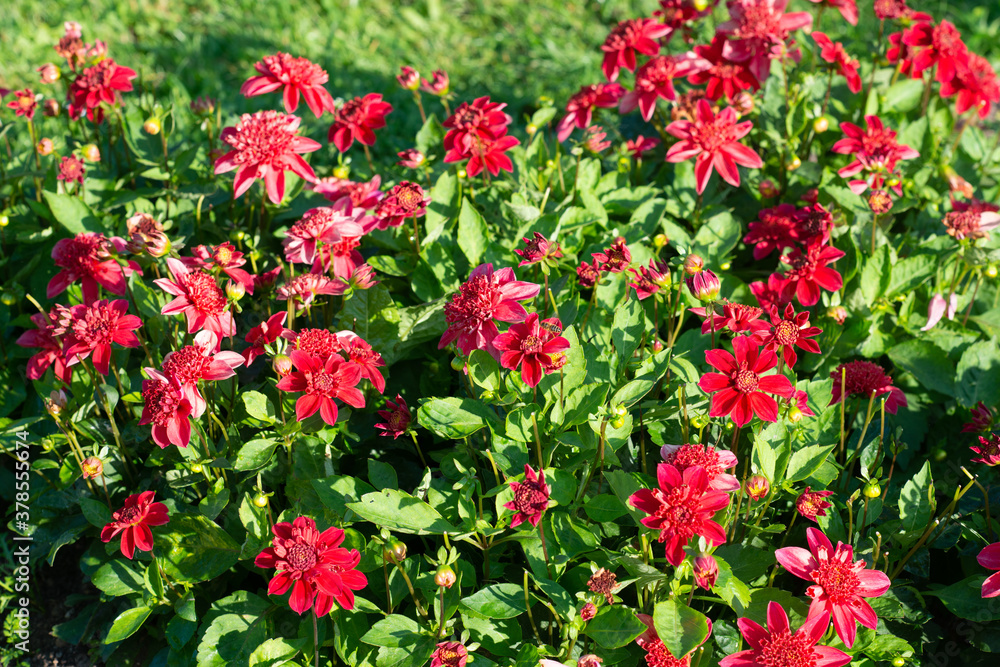 Red Dahlia variety Inca flowering in a garden