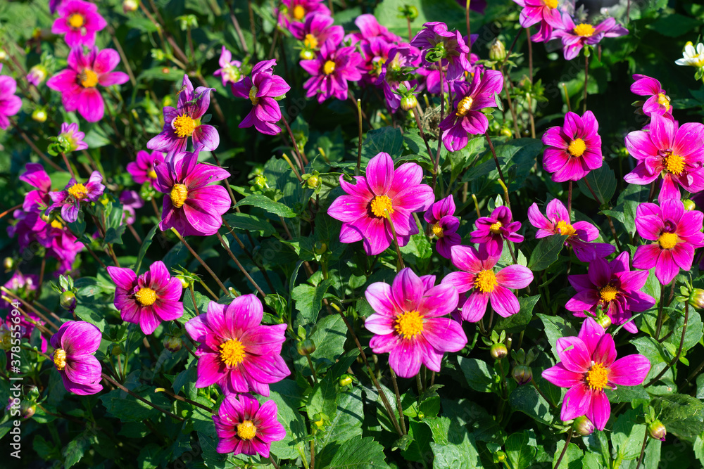 Pink Dahlia variety Mies flowering in a garden Pink Dahlia variety Mies flowering in a garden