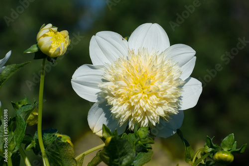 White Dahlia variety Platinum Blonde flowering in a garden photo
