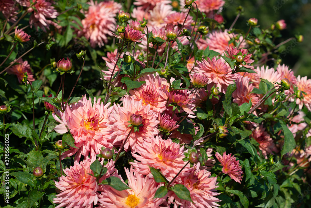 Rose Dahlia variety Ineva flowering in a garden Rose Dahlia variety Ineva flowering in a garden