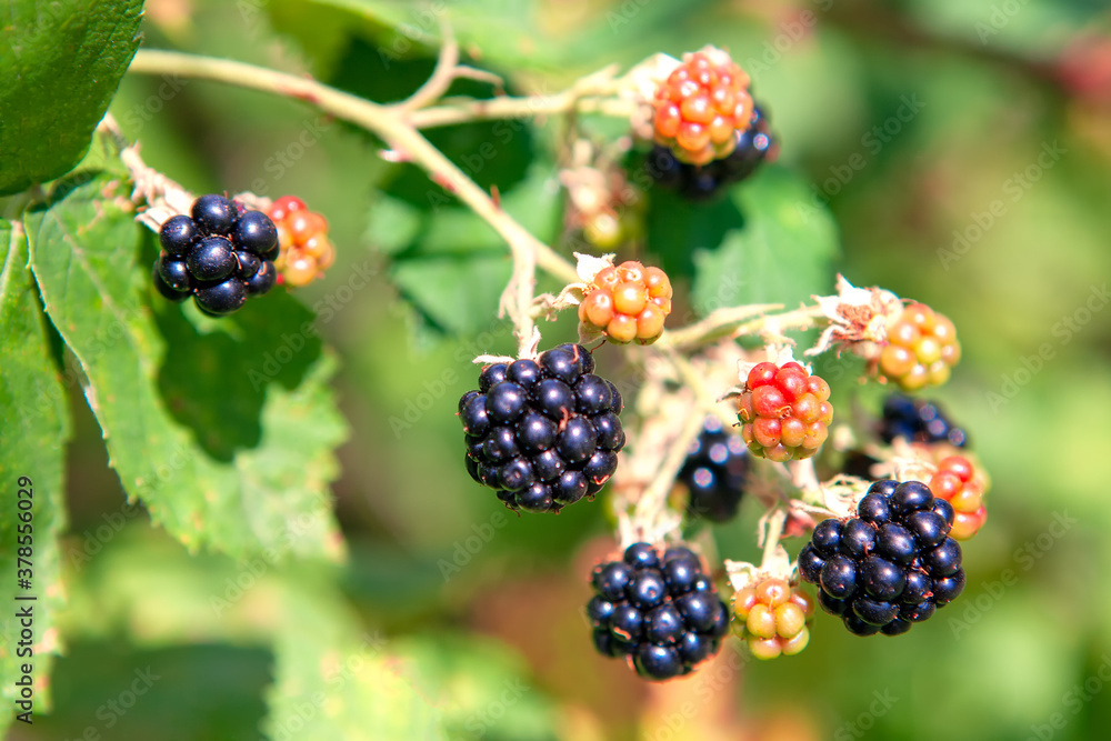Himalayan Blackberry ready for picking in late spring to early summer Himalayan Blackberry ready for picking in late spring to early summer