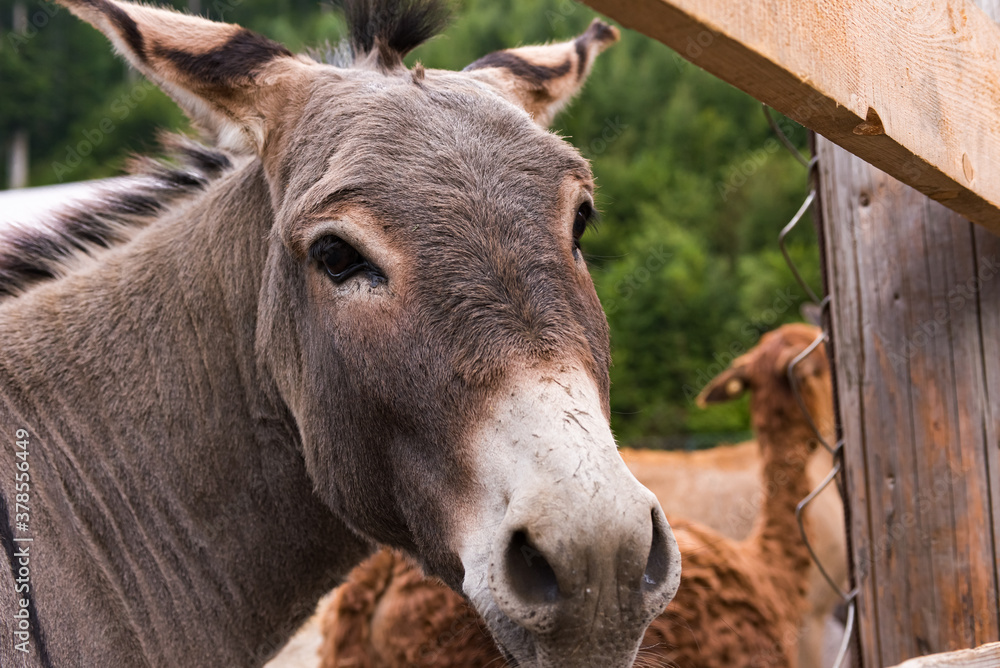 a donkey and a roe deer in wooden pens which people feed