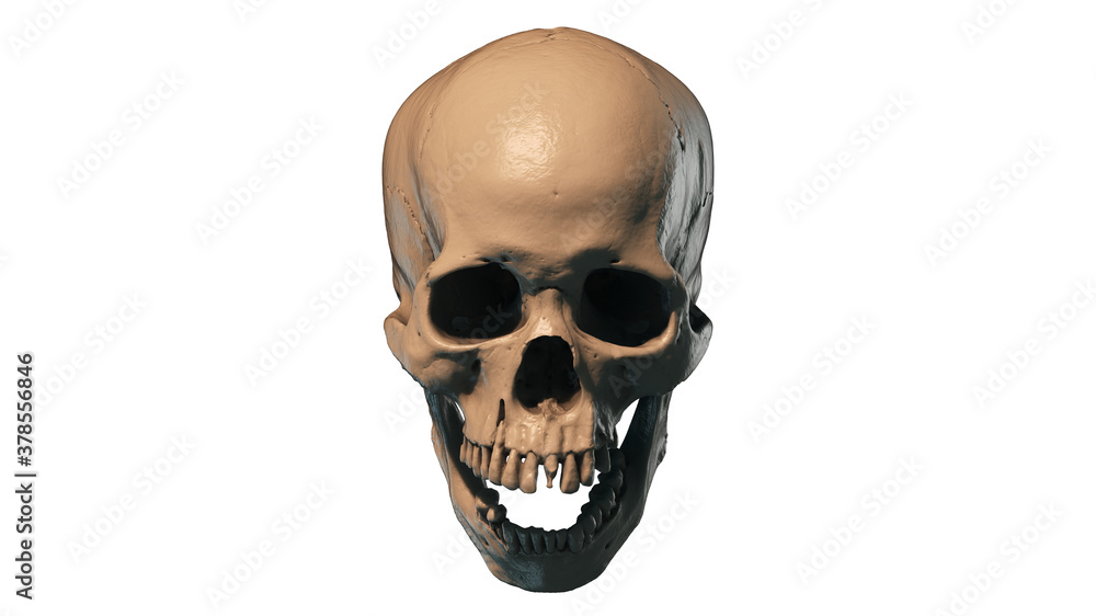 Human skull in profile on a white background. Print, material for design.  T-shirt, wallpaper and background concept. The concept of death, horror.  Spooky Halloween symbol. 3d render illustration. Stock Illustration | Adobe