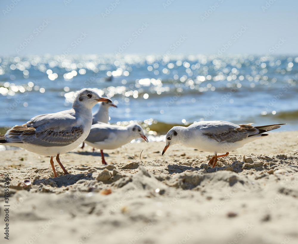 seagulls on the sandy shore of the Black Sea on a summer day, Ukraine seagulls on the sandy shore of the Black Sea on a summer day, Ukraine