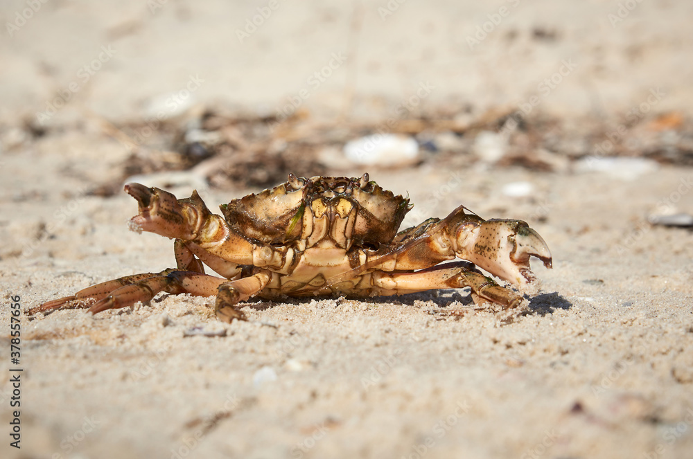 Obraz premium live crab on the sandy shore of the Black Sea, Ukraine, Kherson region