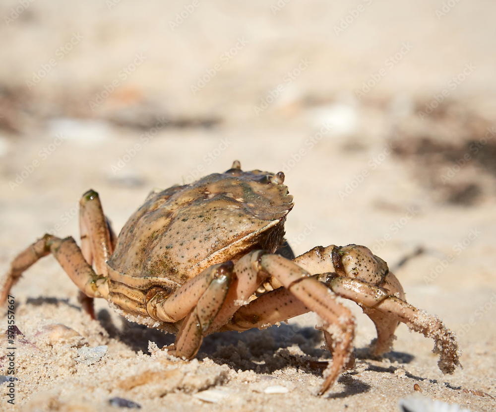 live crab on the sandy shore of the Black Sea,  Ukraine, Kherson region