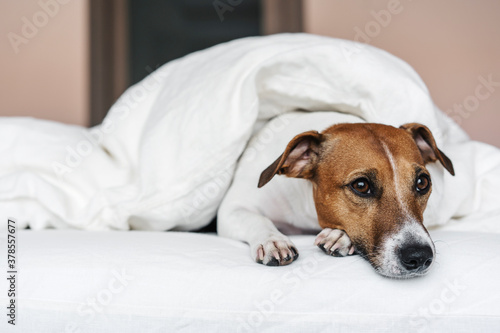 Sad dog Jack Russell Terrier sleeping on a white bed in a cozy modern bedroom.