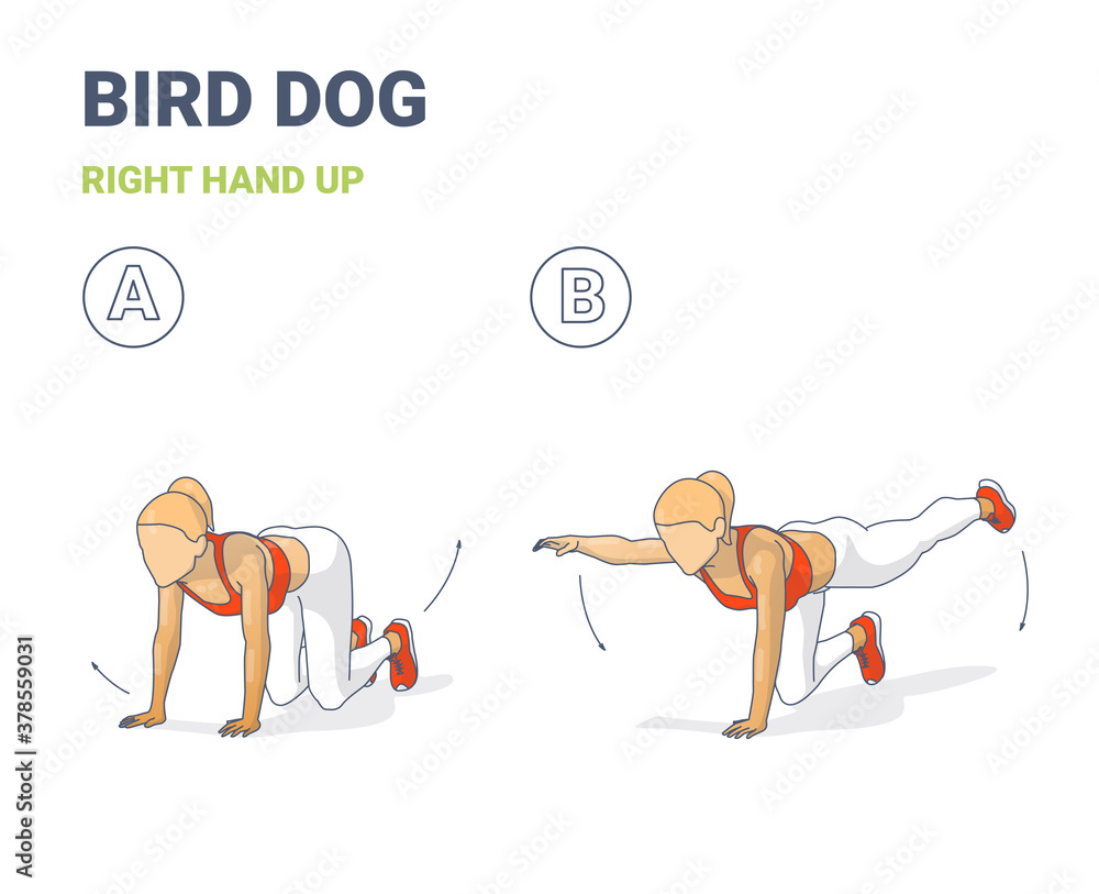 Female Doing Bird Dog Workout Exercise Guide Colorful Concept