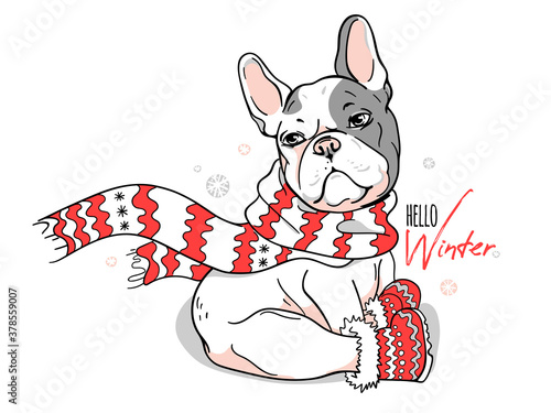 Cute french bulldog in boots and a winter scarf.  Hello Winter  illustration