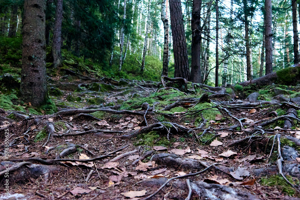 Beautiful mystical dark autumn forest in fog. A path between fir and pine-tree. Colorful green landscape in wild mountain with tree roots around rocky moss stones. Beautiful mystical dark autumn forest in fog. A path between fir and pine-tree. Colorful green landscape in wild mountain with tree roots around rocky moss stones.