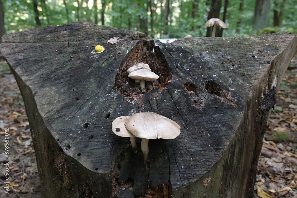 Fototapeta premium mushrooms in the forest