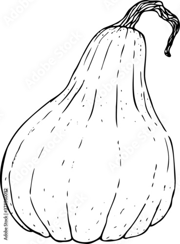 Pumpkin, contour illustration on a white background, for coloring pages and design. © Daria