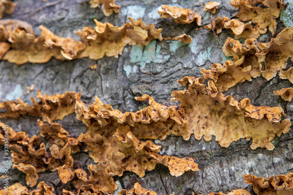 Fungus growing on fallen tree, macro view