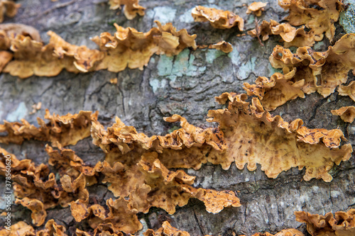 Fungus growing on fallen tree, macro view